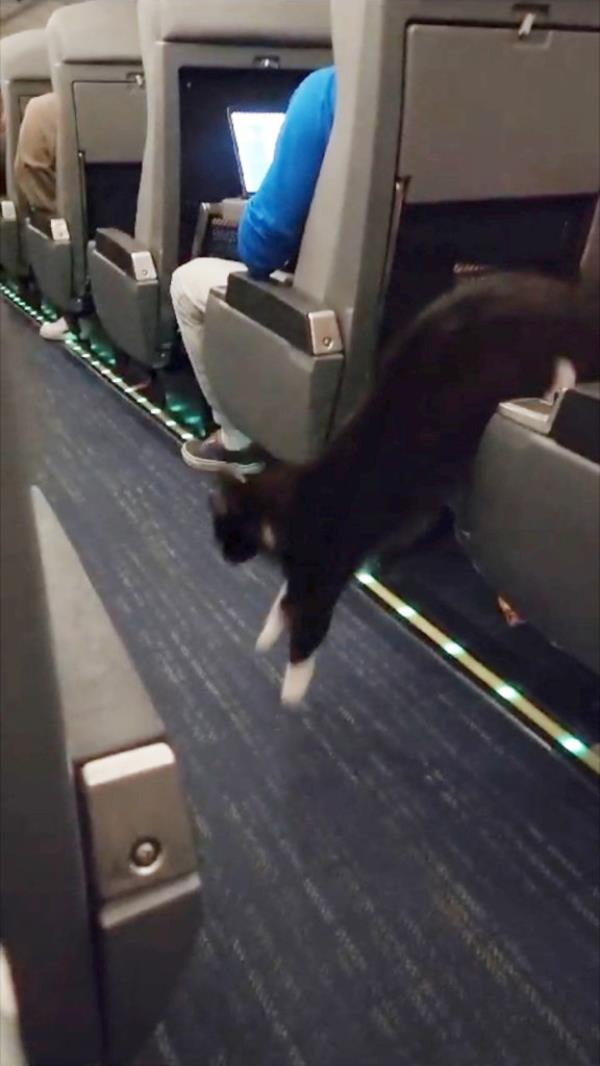 Cat leaps from owners lap into aisle on Amtrak train.