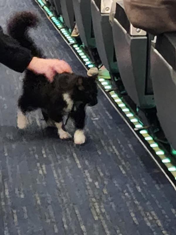 A cat wandering down the aisle of an Amtrak train as another rider pets it as it walks by.
