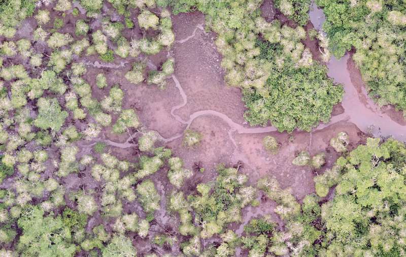 Blue carbon: Creating forest inventories with drones and artificial intelligence